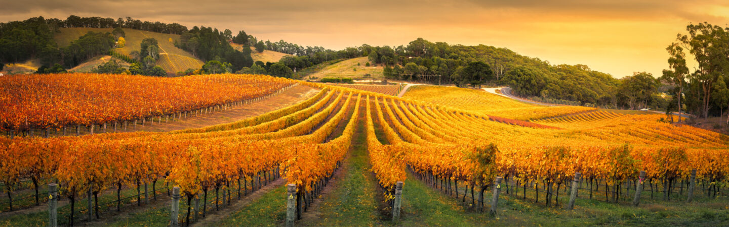 Article More than a trade mark how Geographical Indications could boost Australian business