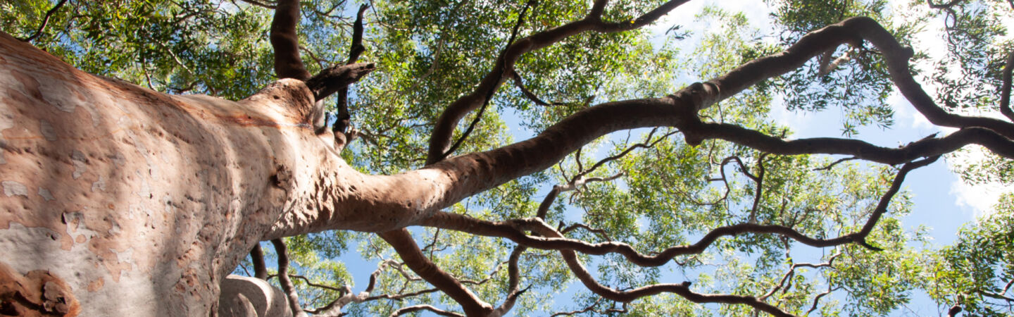 Article Nature positive reforms everything you need to know about Australias new biodiversity market