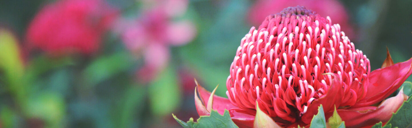 Article NSW Plans for Nature Web