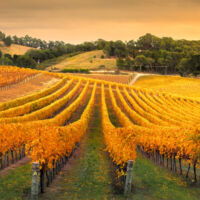 Article More than a trade mark how Geographical Indications could boost Australian business
