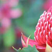 Article NSW Plans for Nature Web