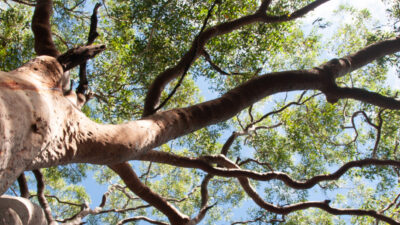 Article Nature positive reforms everything you need to know about Australias new biodiversity market
